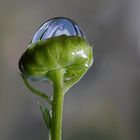  Una micro gota en un botón de margarita