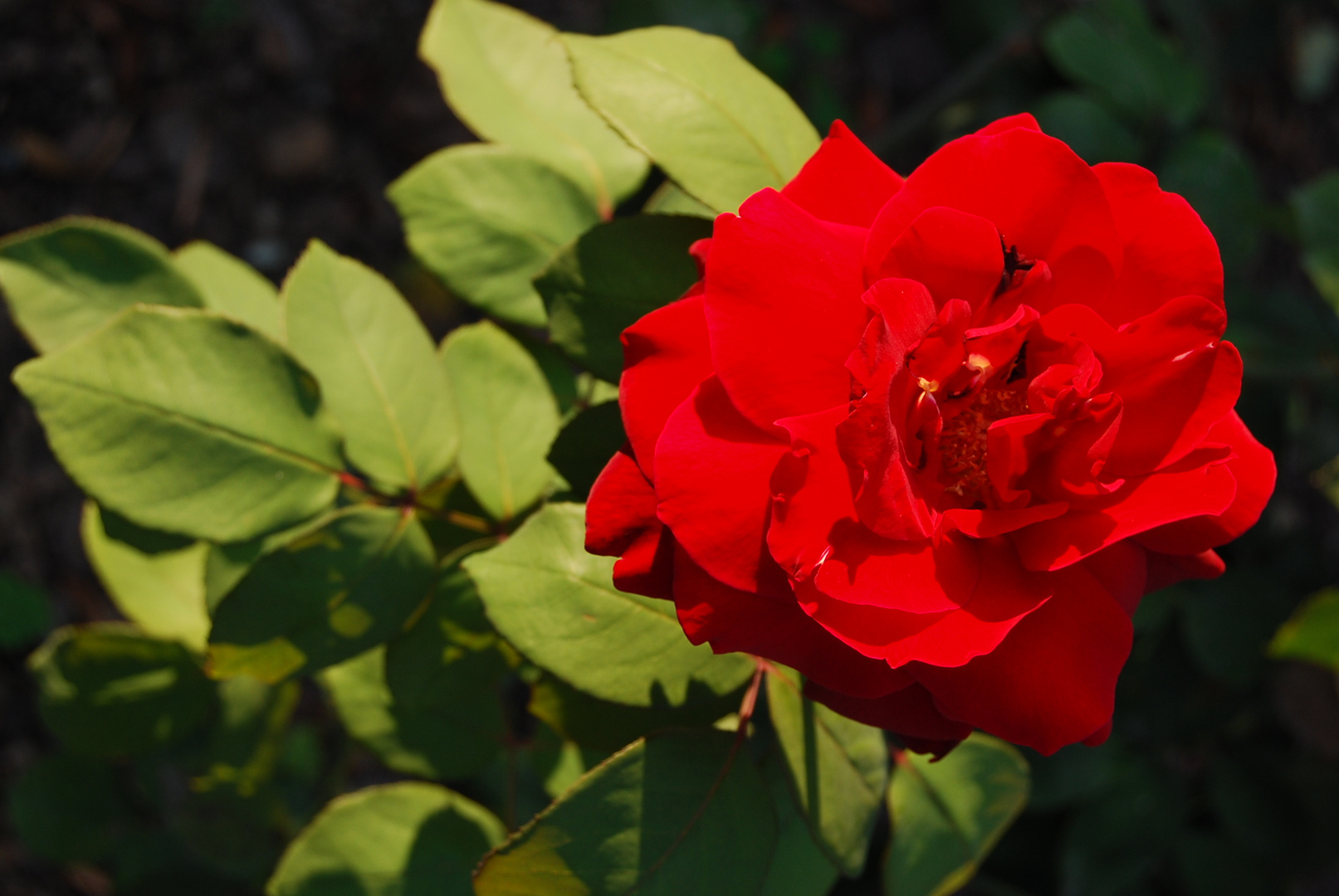 Una modella: La rosa