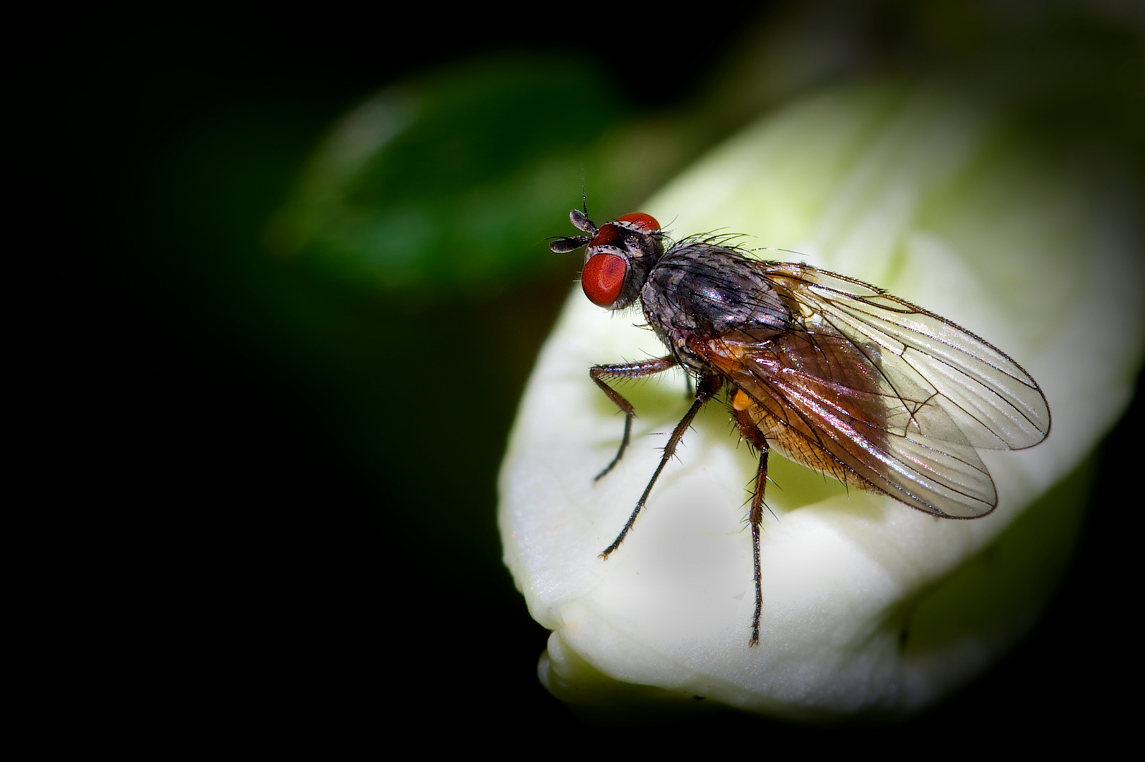 una mosca piccola piccola