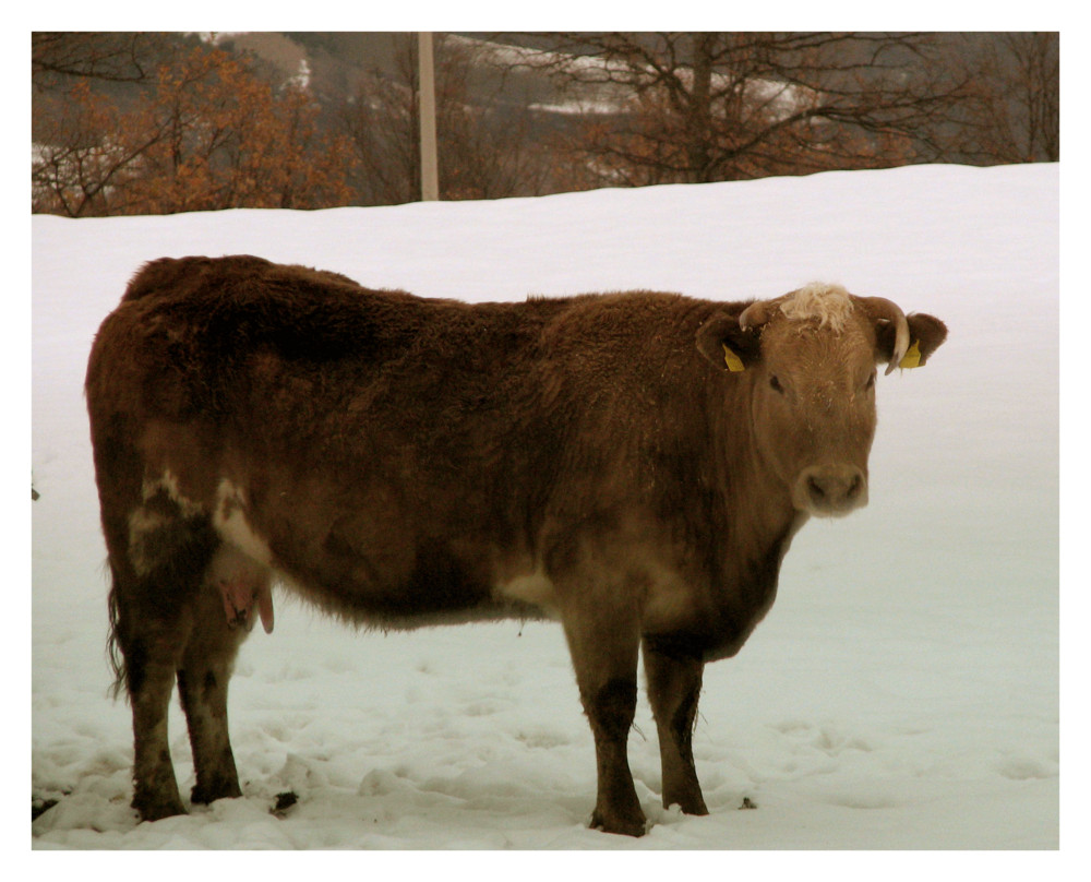 Una mucca nella neve