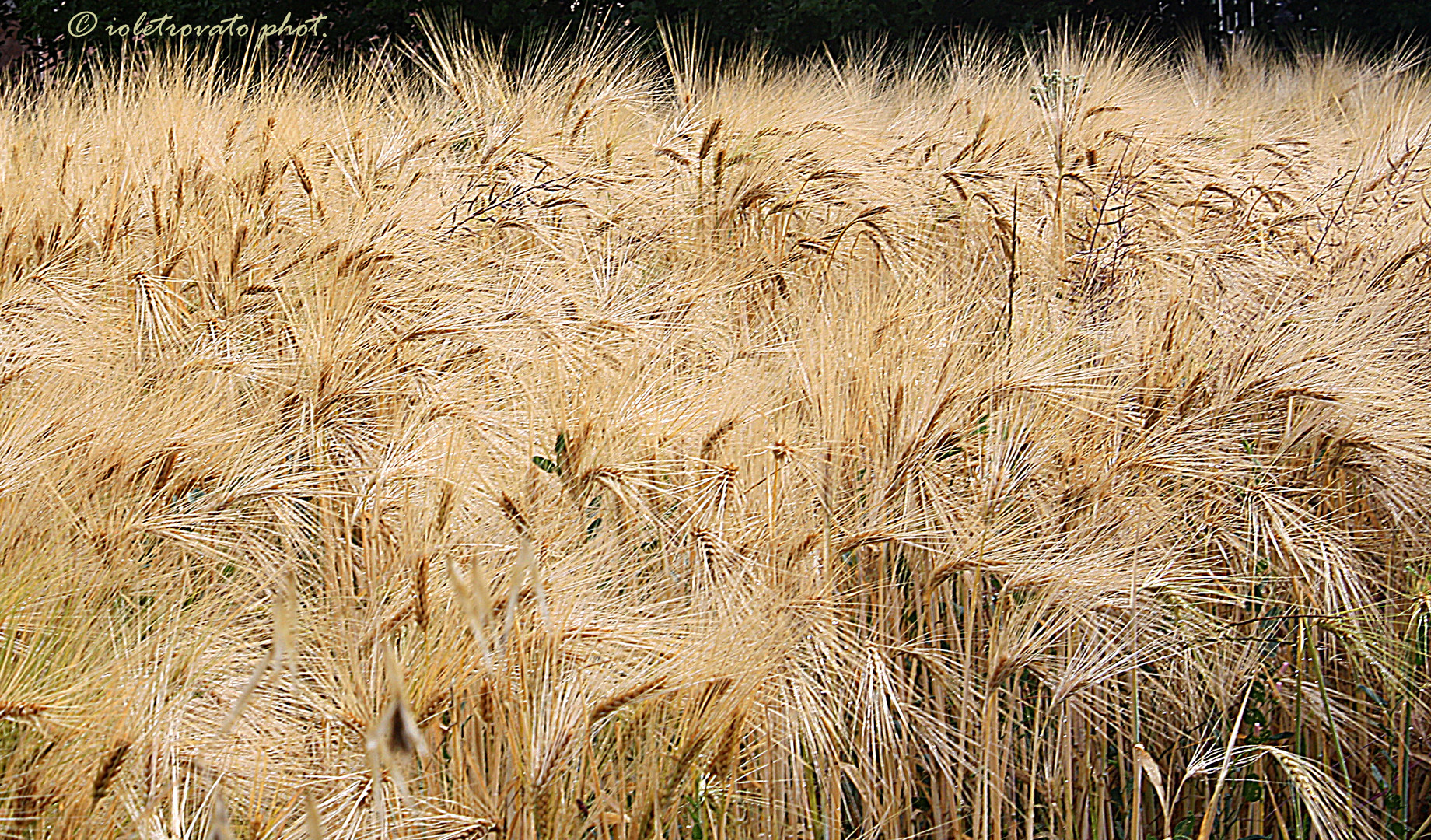 Una nuvola d'oro