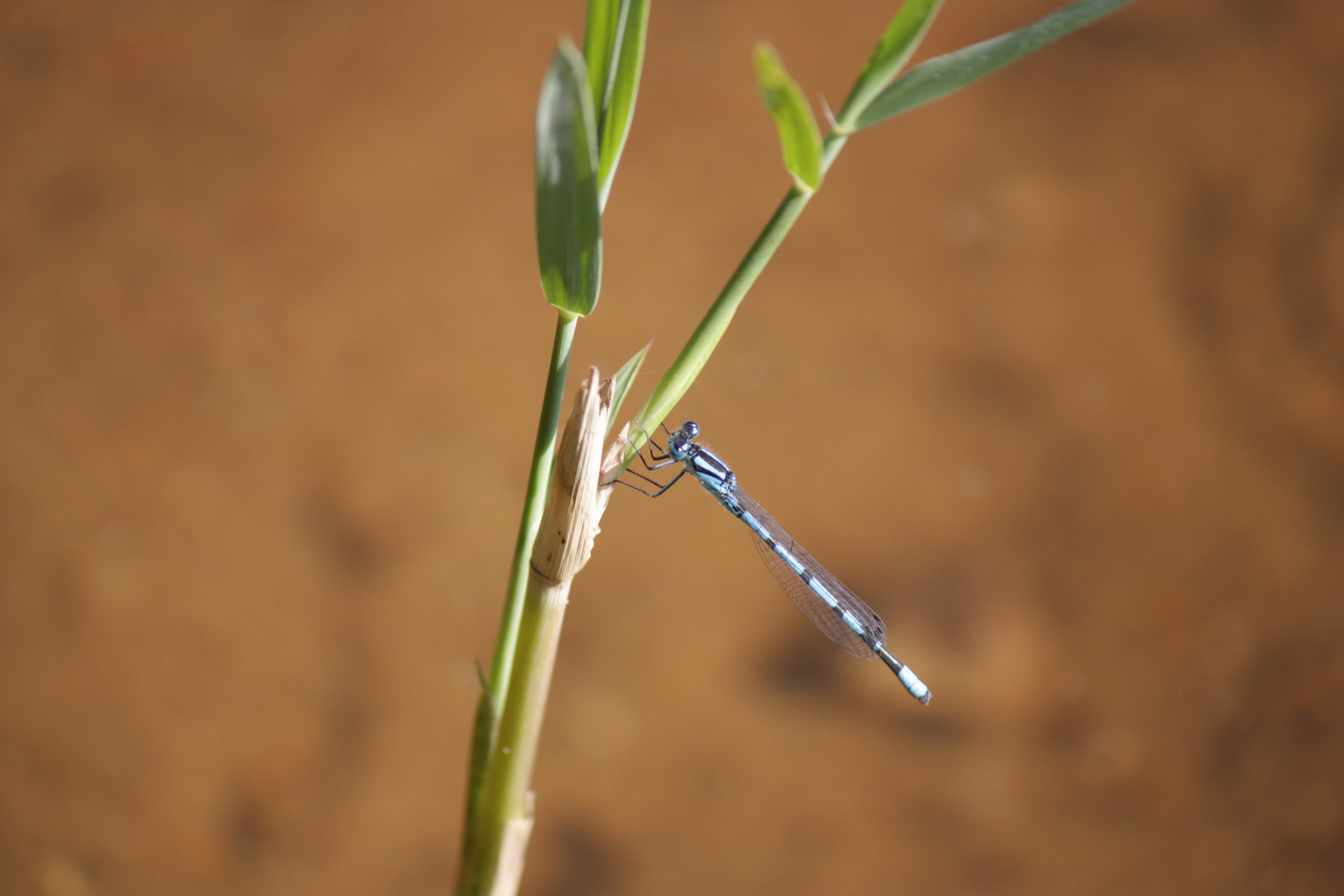 Una Odonata