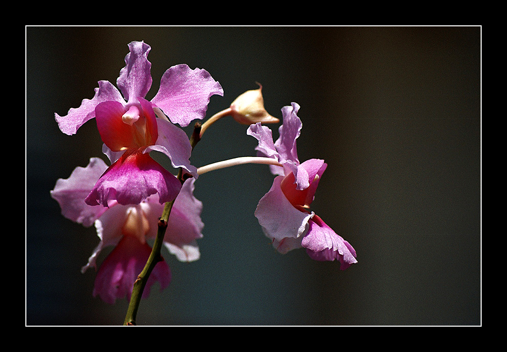 Una orquídea en el parque orquidario de Soroa