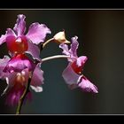 Una orquídea en el parque orquidario de Soroa