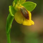 Una orquidea silvestre.