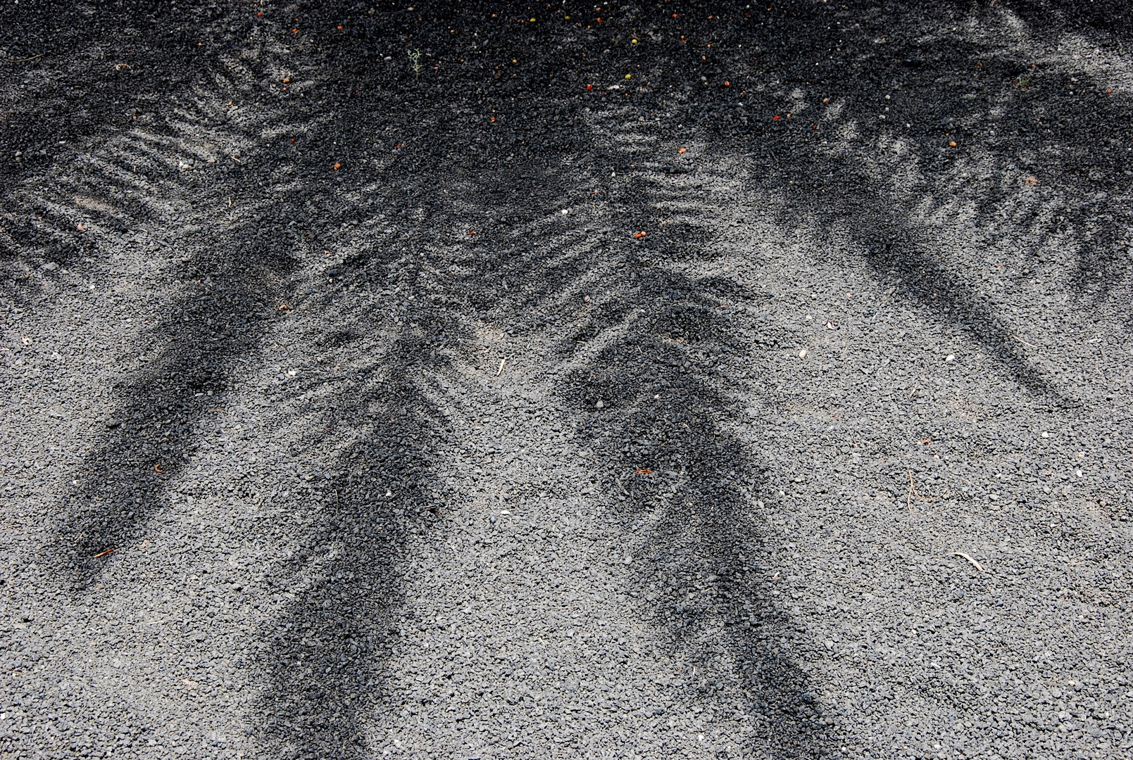 Una palmera