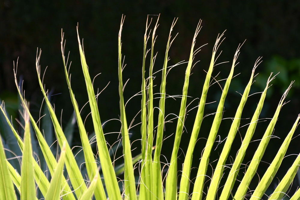 Una Palmera