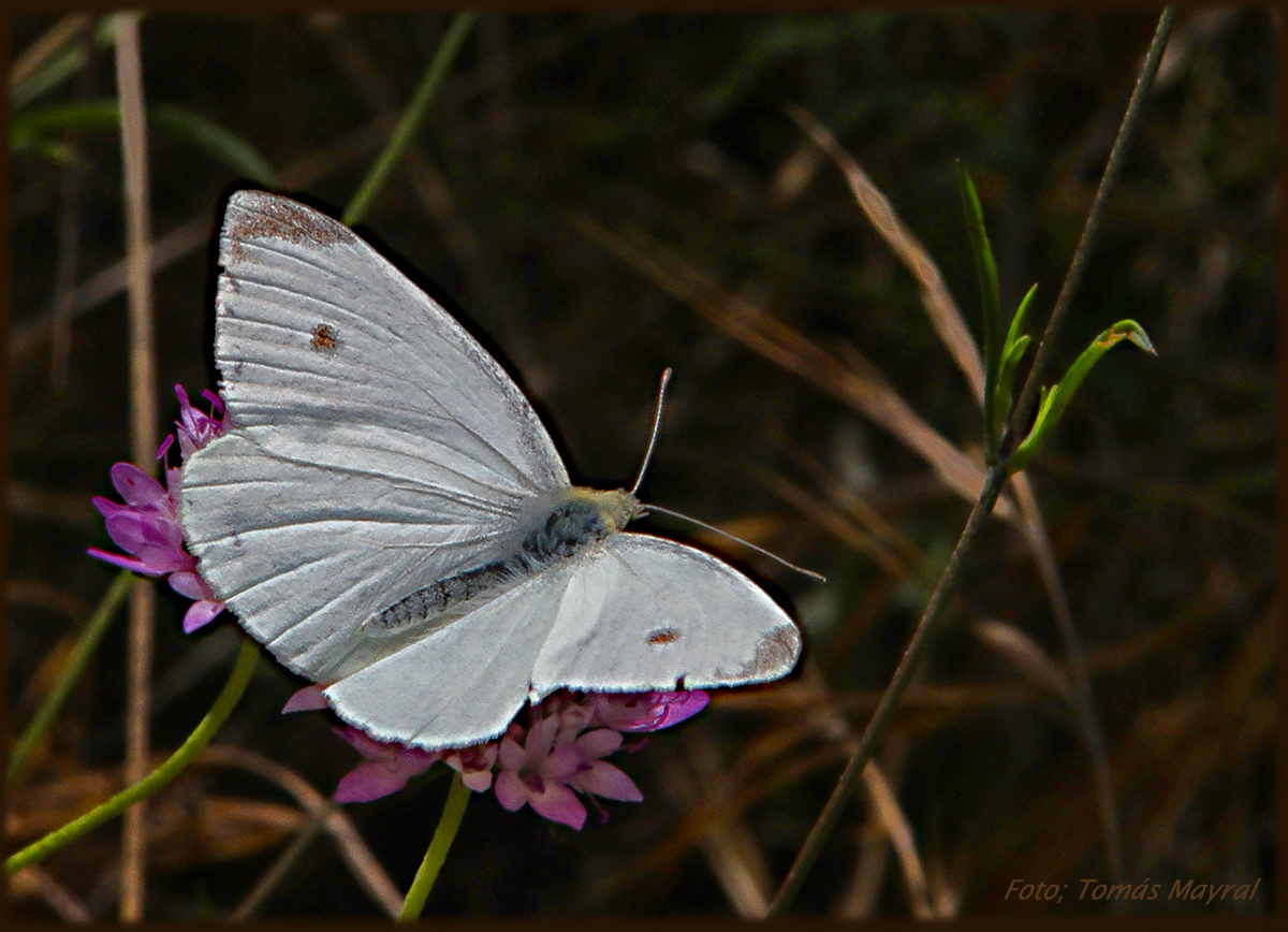 UNA PALOMITA BLANCA