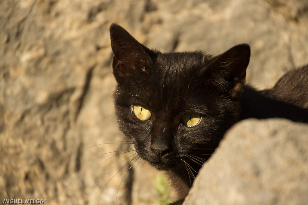 Una pantera ( gato )