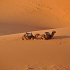 Una passeggiata nel deserto al tramonto