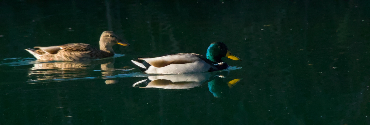 Una passeggiata sotto l'ultimo sole