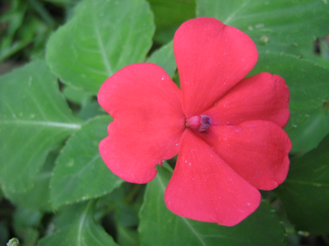 Una pequeña flor