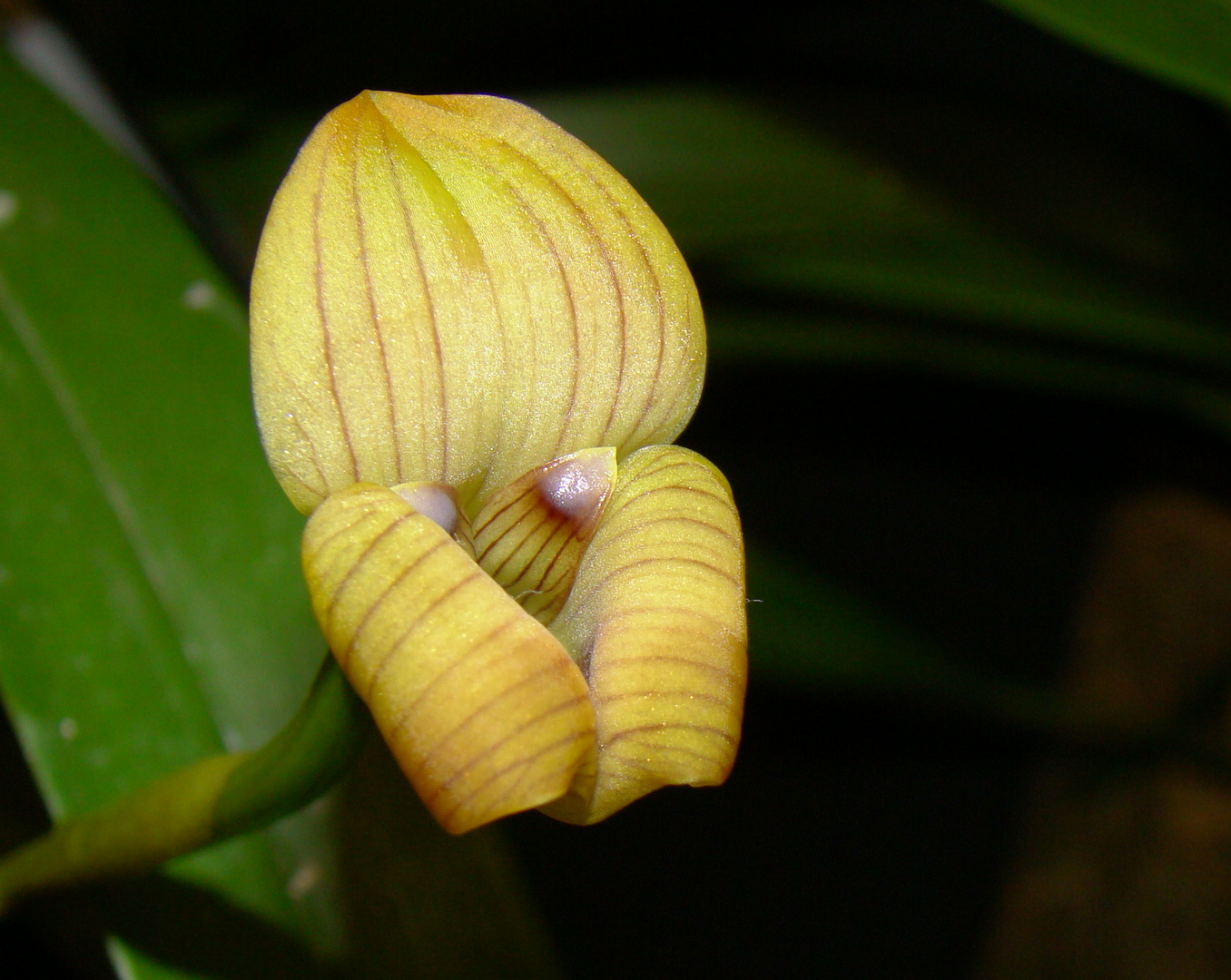 Una pequeña flor