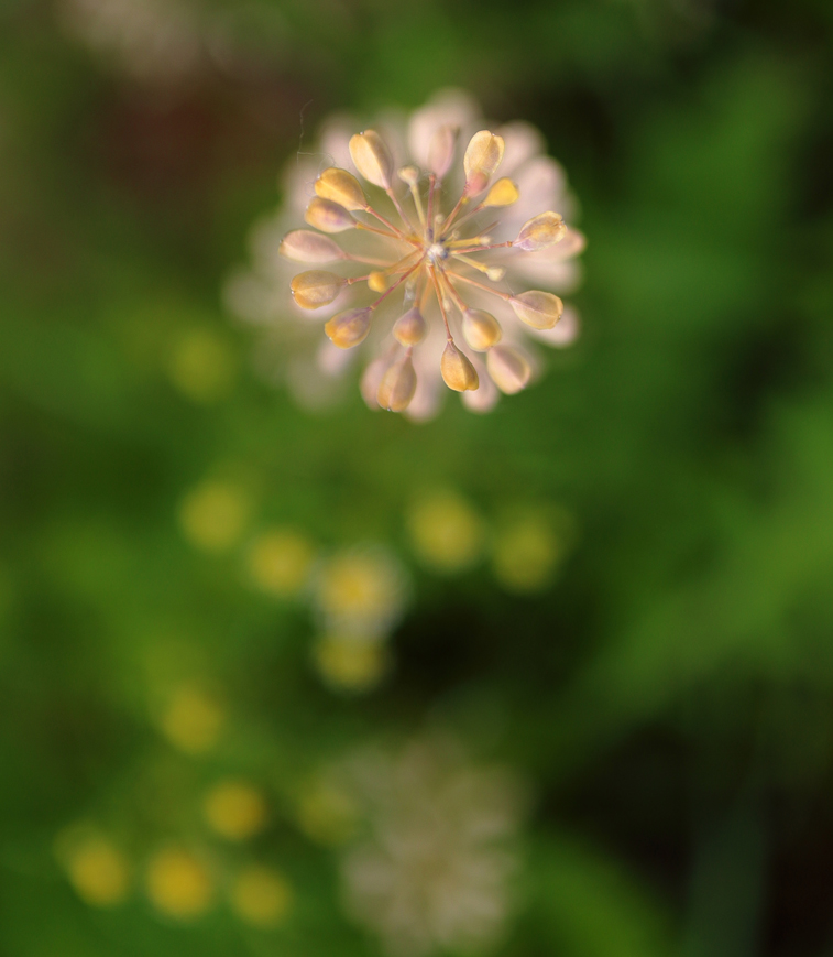 Una pequeña flor