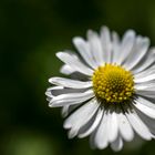 Una pequeña margarita del campo