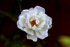 Una pequeña rosa blanca