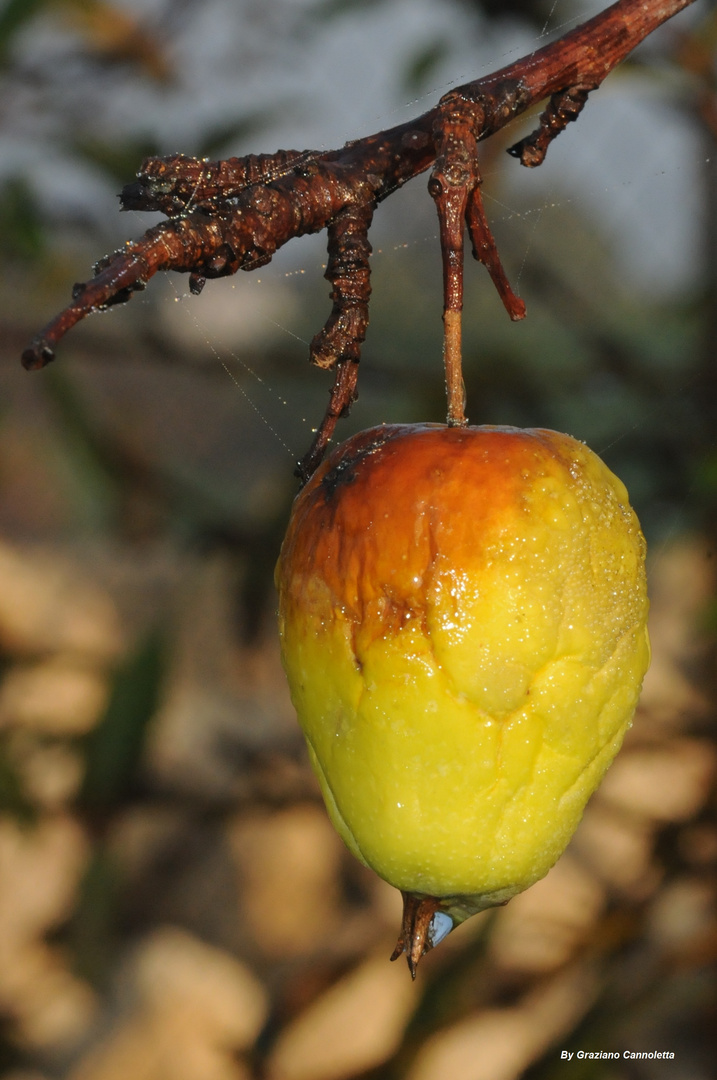 Una pera matura