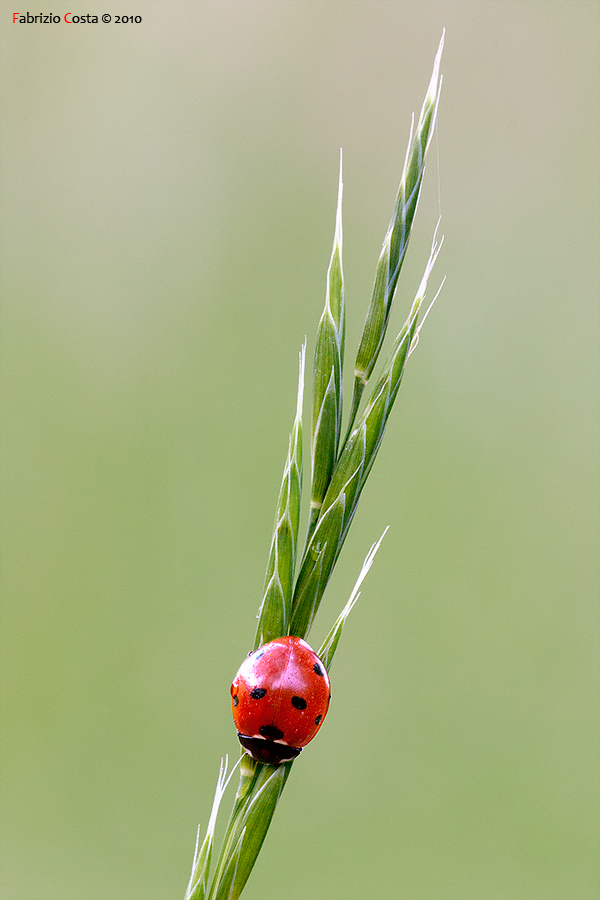 Una piccola coccinella