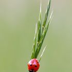 Una piccola coccinella