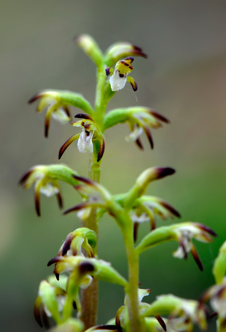Una piccola orchidea