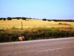 Una piedra en el camino