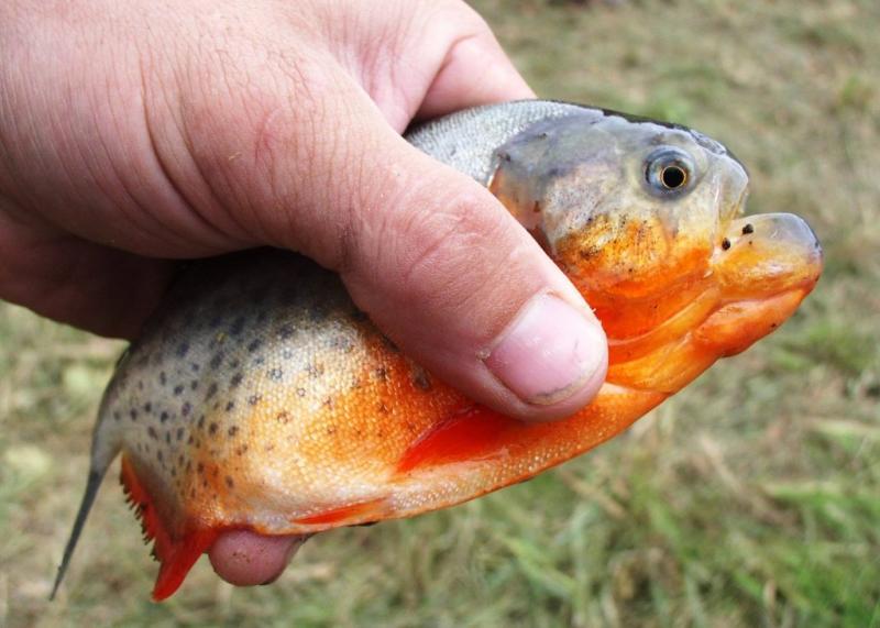 una Pirañita del Rio Blanco Guarayos Bolivia