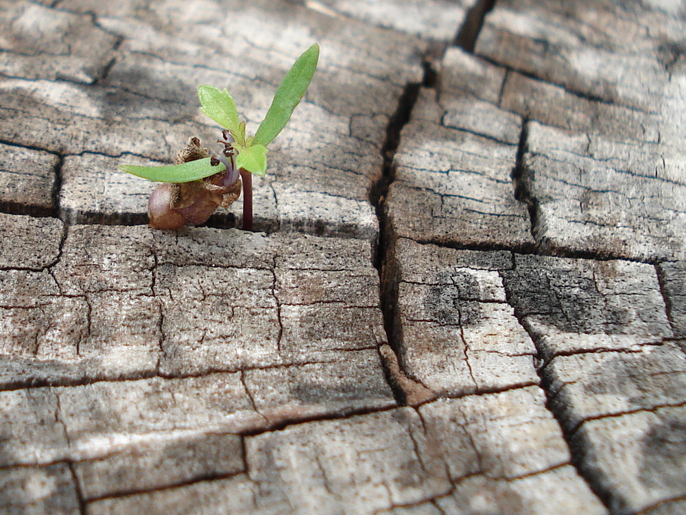 Una planta dentro de un tronco viejo