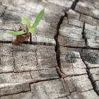 Una planta dentro de un tronco viejo