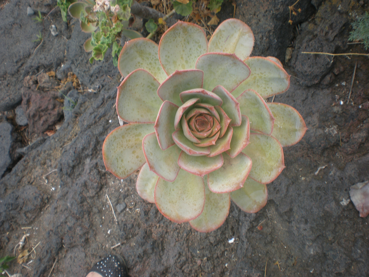 Una planta en forma de flor llamada verode.