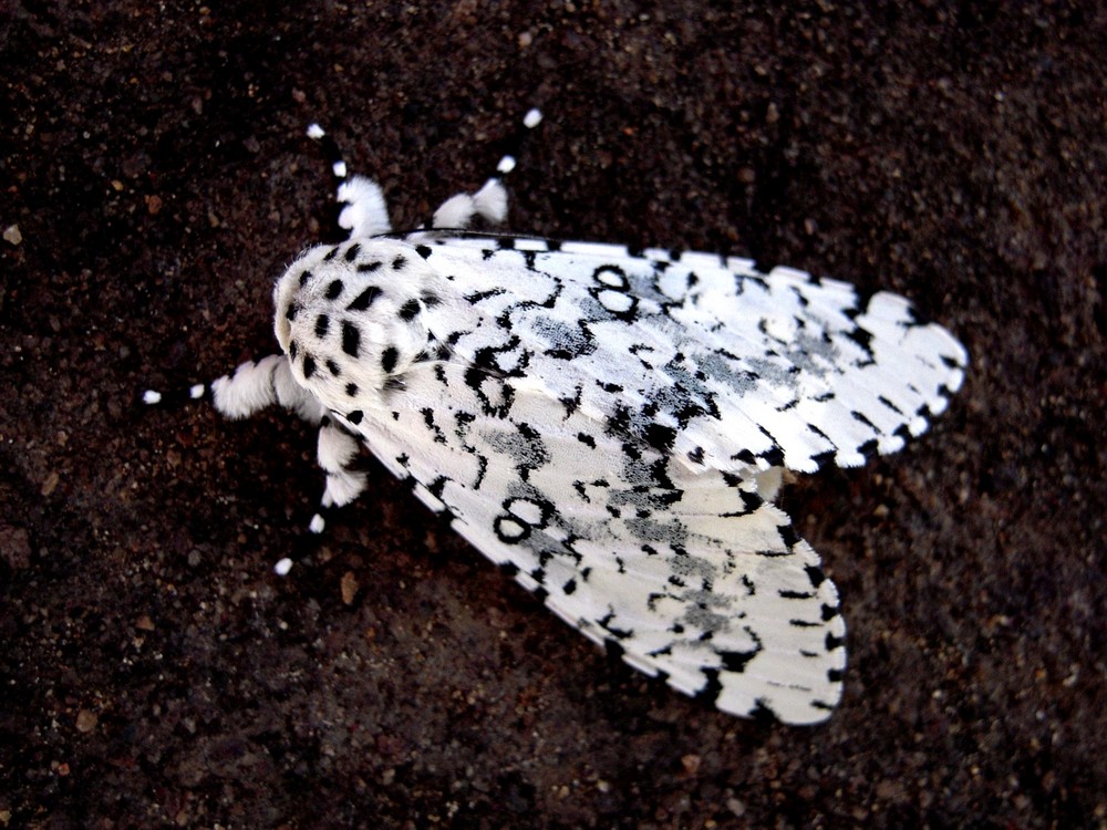 una polilla o mariposa muy extraña