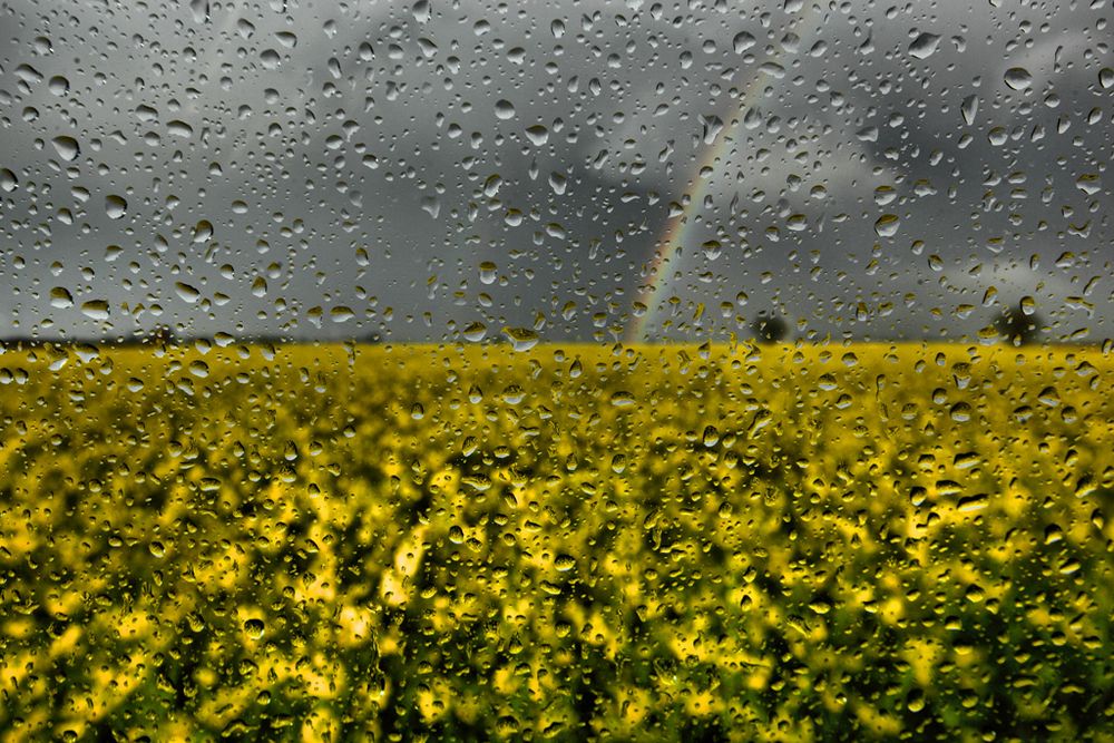 una primavera al finestrino