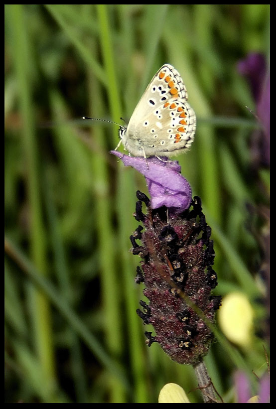 Una pRiNcEsA entre las lavanda