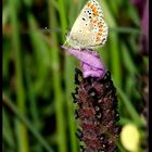 Una pRiNcEsA entre las lavanda