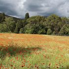 UNA RADURA A SORPRESA