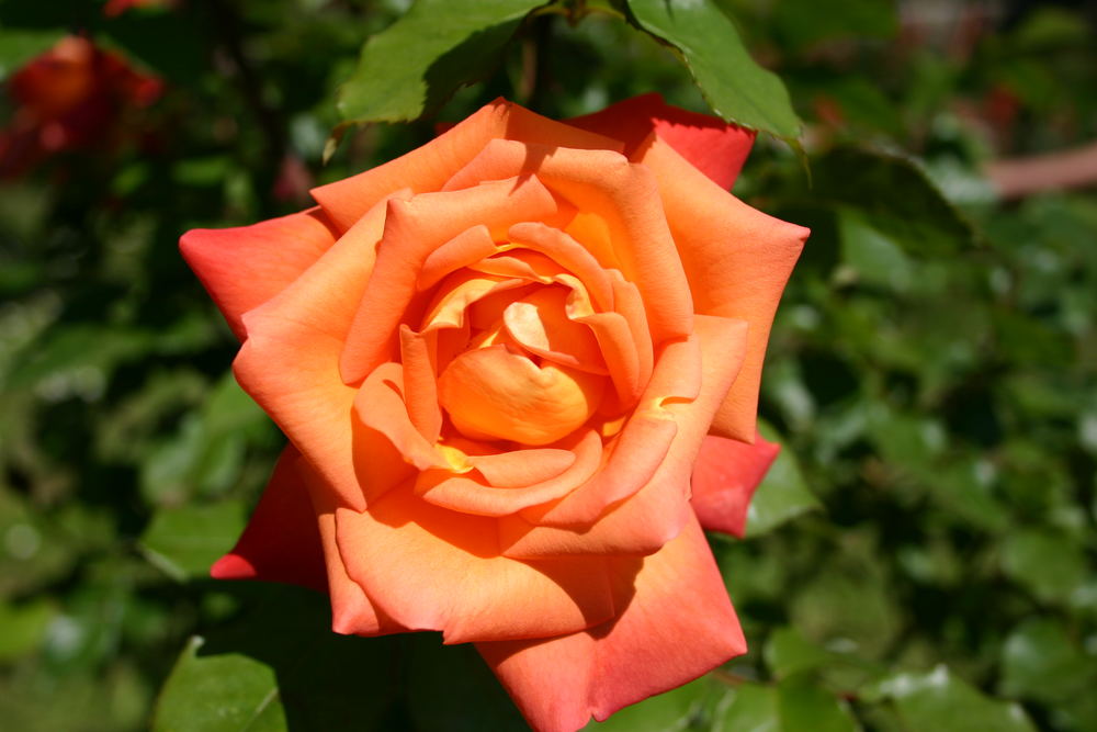 Una rosa