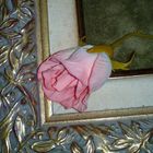  UNA ROSA 