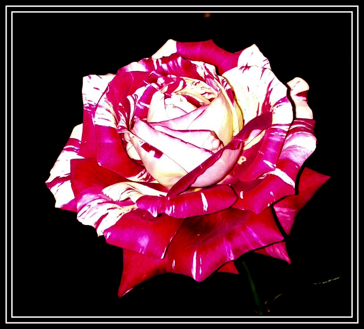 Una Rosa