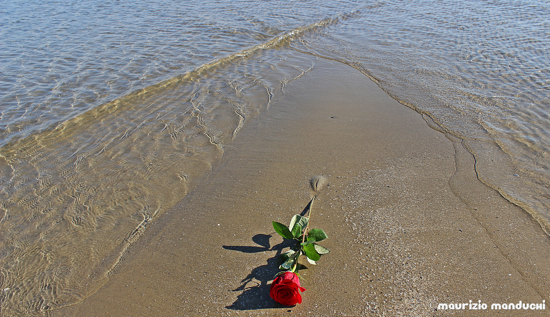 UNA ROSA AL MARE