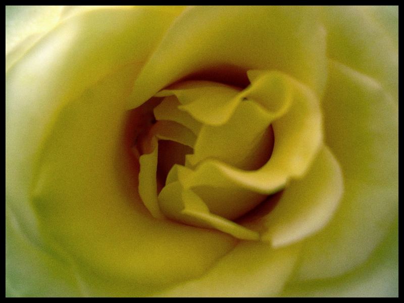 Una Rosa Amarilla