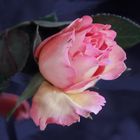 Una rosa apaisada 