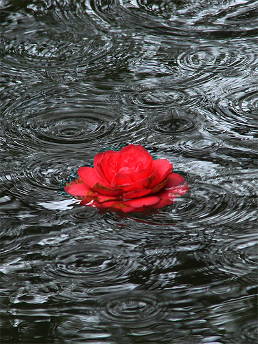 UNA ROSA AYER Q LLOVIO