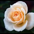 Una rosa bianca...