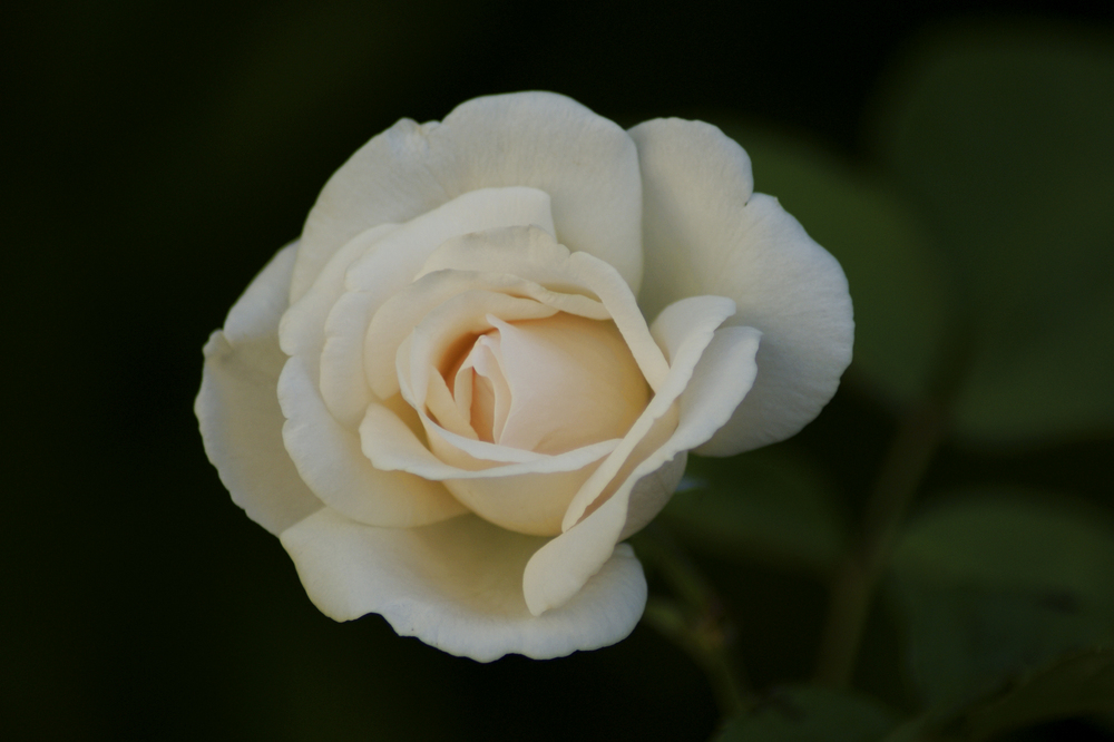 ...una rosa blanca... de  Marce de las Muelas