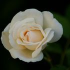 ...una rosa blanca...
