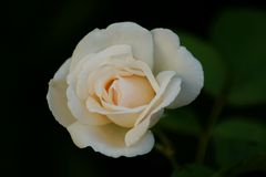 ...una rosa blanca...