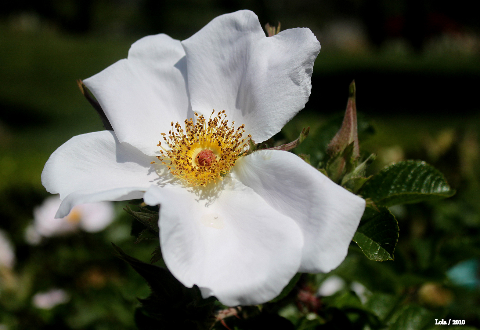 UNA ROSA BLANCA