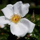 UNA ROSA BLANCA