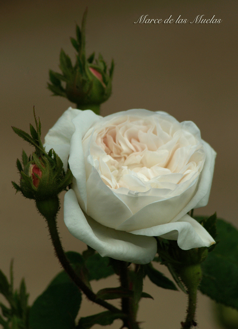 ...una rosa blanca...