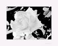 Una rosa blanca di Antonella Scimone