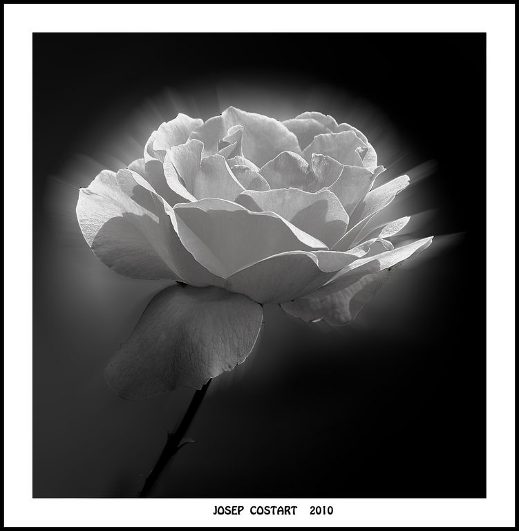 una rosa blanca